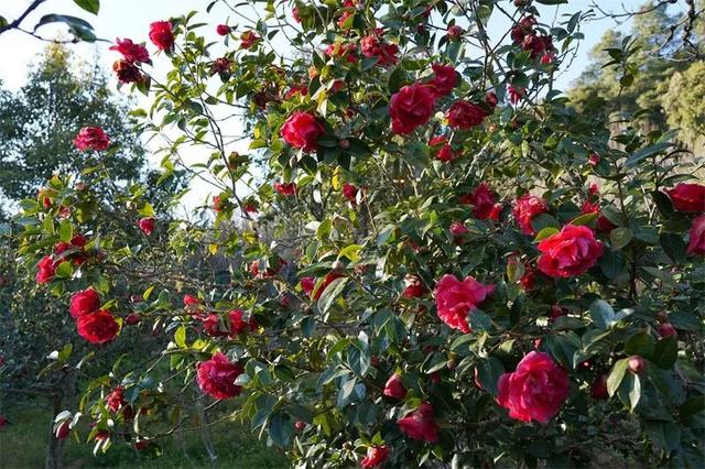 楚雄花开成海！你期盼的春天提前来了