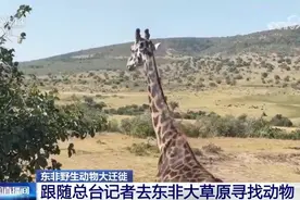 现场直击丨东非上演动物大迁徙 百万大军“天国之渡”图片