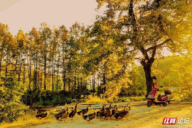 枫红时节，邂逅通道的诗意初冬