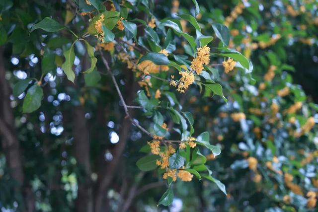 点 击 ↑ 看莲都的秋天