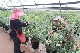 曲靖麒麟区：深耕蓝莓产业 赋能乡村振兴图片