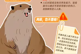 当心！学哪吒“收”土拨鼠？国家卫健委紧急提醒：不要碰图片