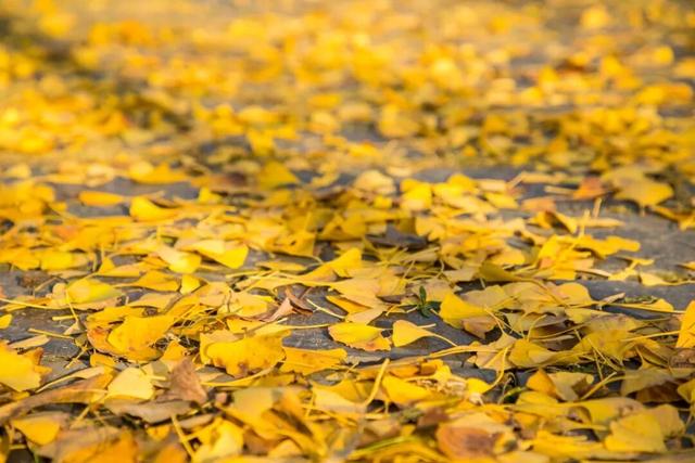 开始黄了，宋夹城“寻金季”正在上线！