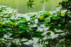风起倩影摇！荆州“荷您有约”图片