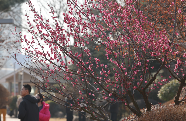 快冲！即将开遍日照！