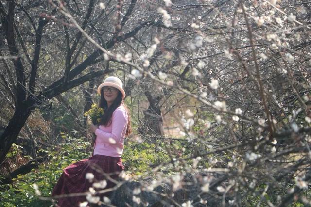 桂林平乐张家镇300亩青梅花绽放 游客纷至赴“梅”约