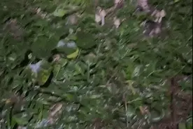 最贵1斤900元！杭州小伙深夜挖了十多斤，还有老板上门收购！很多人不认识，但要小心...图片