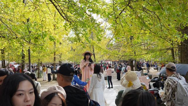 腾冲银杏村，迎来最佳观赏季！