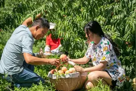 这里的水蜜桃，甜蜜了四季图片