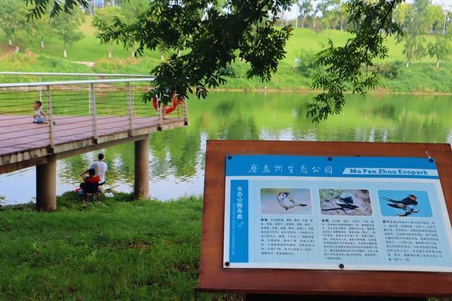 长沙这个“狗尾巴草王国”，本地人都容易错过