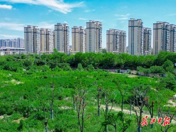 荒地披绿，武汉这条明渠变身水岸花溪