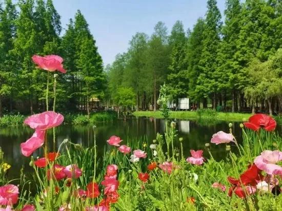 上海人的“宝藏后花园”全面升级啦！水上森林玩出新花样，这份攻略请收好！
