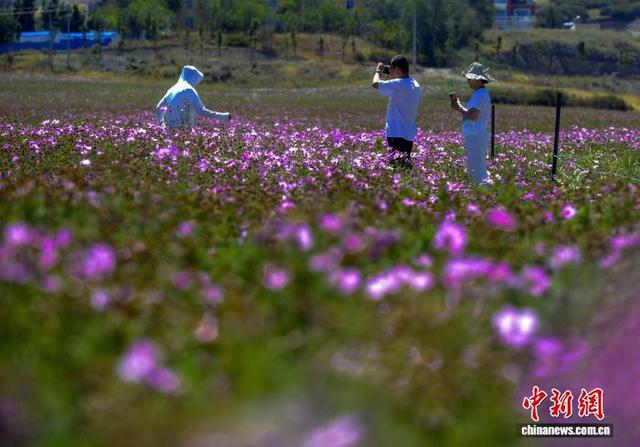 乌鲁木齐：天山脚下格桑花盛开引游客打卡