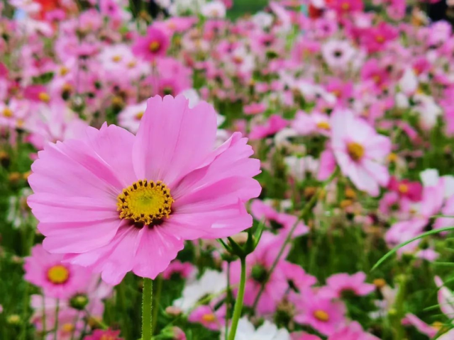 周末去打卡！南宁四大花海上线，20℃暖冬赏花攻略一键收藏！