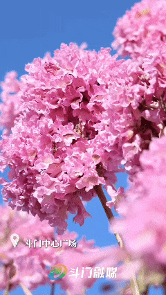 美到上央视！珠海超大花海，开好了！