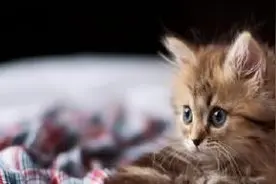 猫咪喝水前总用爪子碰水？背后隐藏5个有趣原因，宠主必看！图片