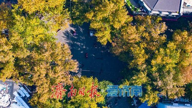 一年四季 泉在济南丨树影婆娑间，邂逅济南最温柔的秋天