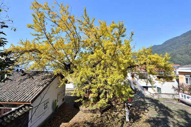 保康：千年银杏披“金甲” 绚烂秋色醉游人