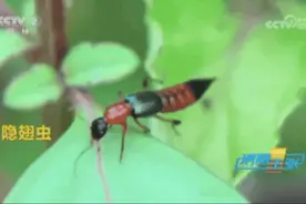 长沙已有病例！遇到这种虫千万别拍图片