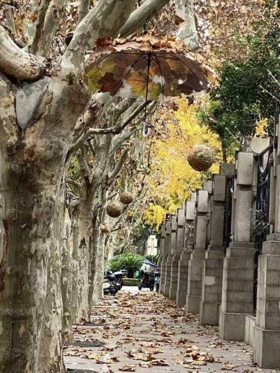 这场秋日浪漫别错过 申城落叶道体验进入倒计时