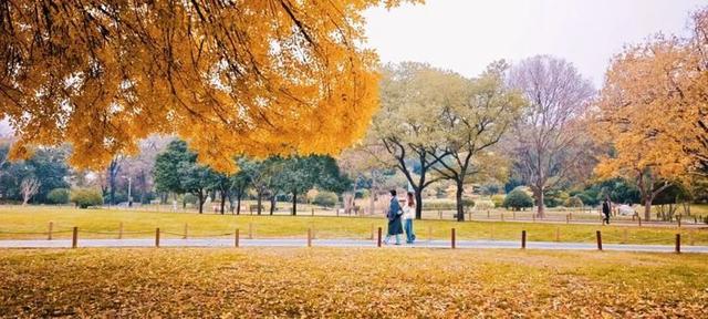 别错过！济南公园景区最美落叶景观仍“在线”