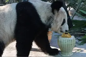 丫丫今天吃饺子了图片