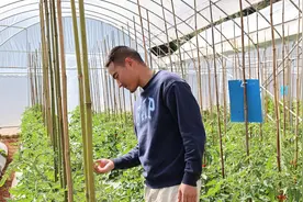 亩产值预计40万元！玉溪江川番茄品种上新图片