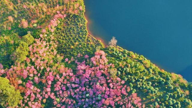 一半山水一半樱，是普者黑的冬日温柔——有一种叫云南的生活之365天