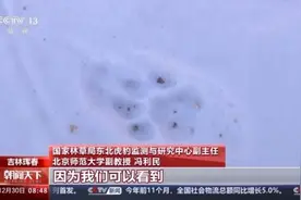 “东北虎咬死东北豹”，专家破案了图片