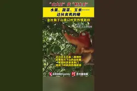 金丝猴下山串门 村民热情款待图片