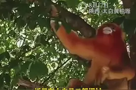 金丝猴下山串门 村民热情款待图片