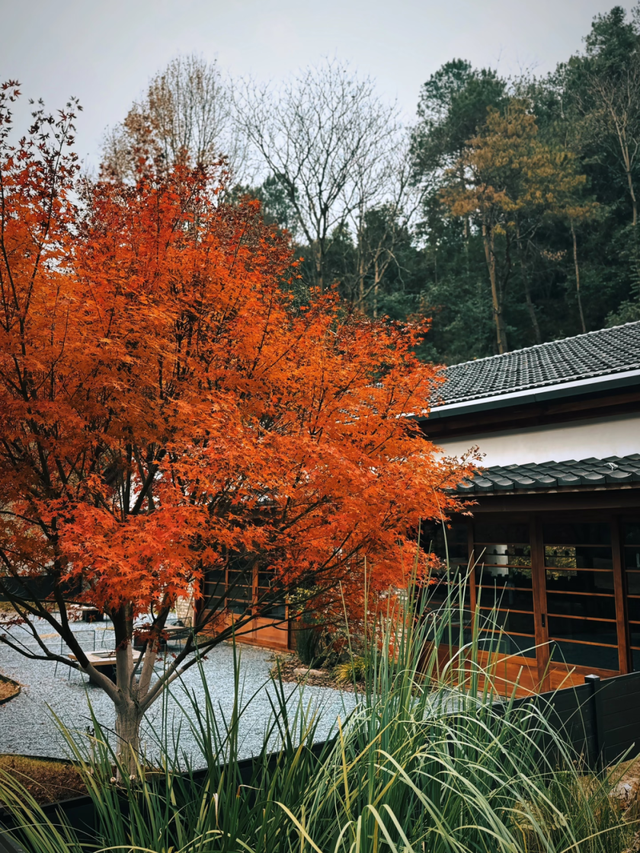 红枫“进度条”拉满，这些打卡地快收好！