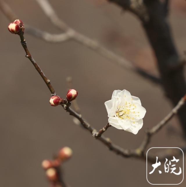 淮南舜耕山梅园：几株早梅已吐蕊 蜜蜂冬日采蜜忙