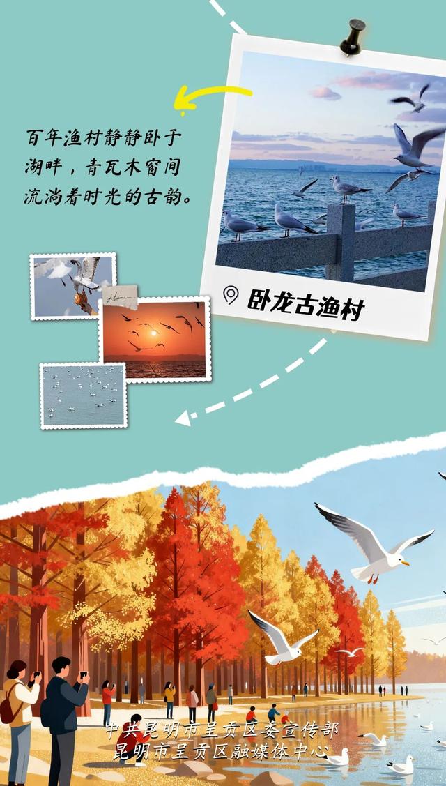 水杉染金、红嘴鸥翩跹，这份呈贡绝美打卡地图请收好