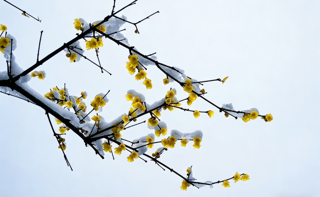 踏雪寻梅！来河南邂逅冬日限定浪漫吧