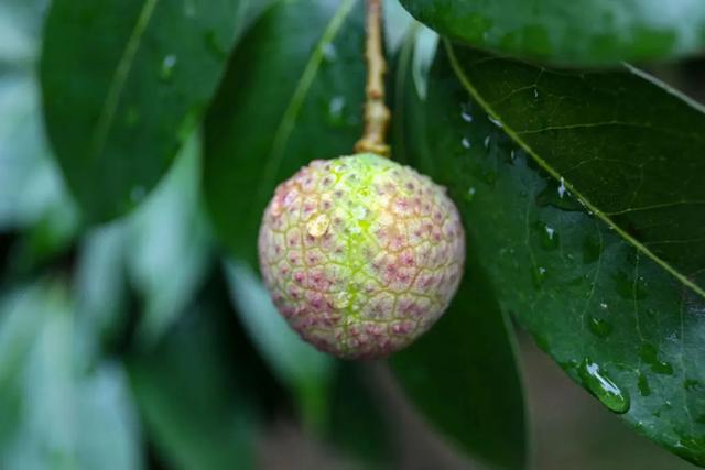跟着《珠江》读懂增城（五）｜探寻增城在珠江千年商脉中的独特定位