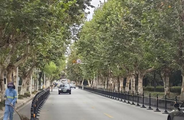 秋季限定美景，青浦这条梧桐马路等你来打卡→