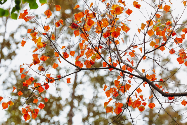 在上海市区的免费公园，一棵五彩树就是一场盛大的秋天！