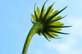 “大号蒲公英”开花了图片