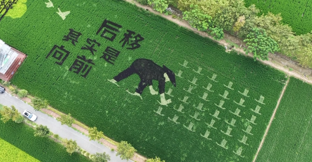 先睹为快！2025版新村稻田画“上线”