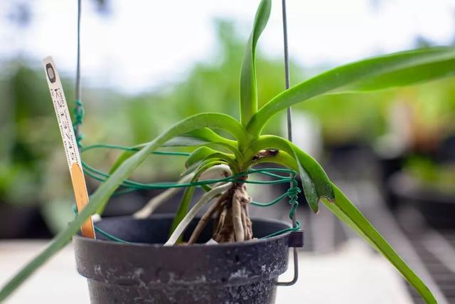 他初中毕业后终身不婚，荒野舍命工作20年，被一群博士封神