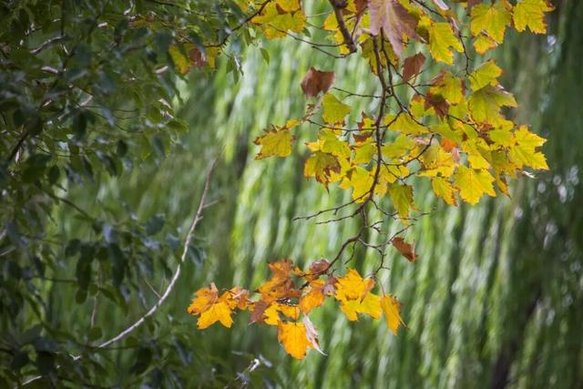 一大波美图袭来！长宁赏秋秘境藏不住啦～