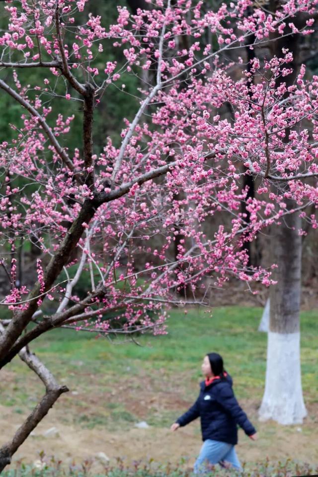 相山公园，花开成海！