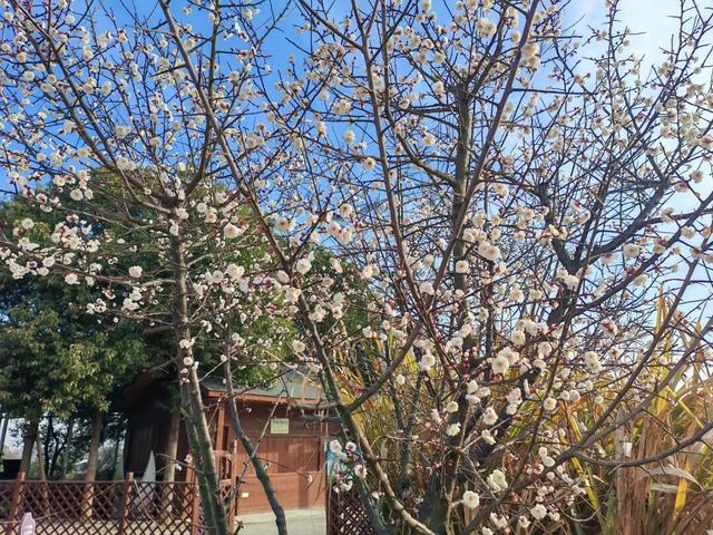 工作日人也多！武汉多地爆火，还有市民特意跨江赶来