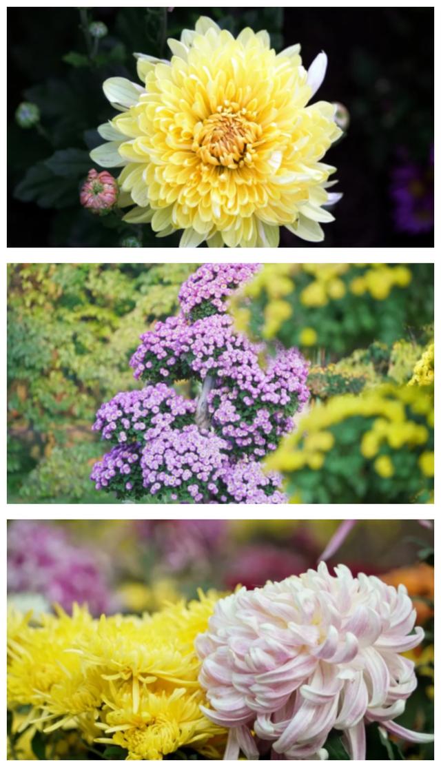 杨浦秋韵正浓 2025年上海菊花展闭幕倒计时！错过就要等明年！