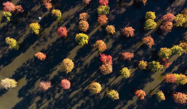 涨渡湖湿地公园池杉林：“水上森林”冬景美如画