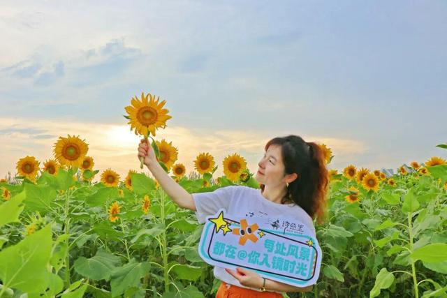西咸新区600亩向日葵海已绽放