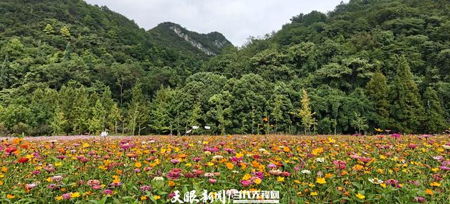 【美丽贵州】春季油菜花  秋季野花美｜花溪十里河滩“格桑花田”吸引游客赏花打卡