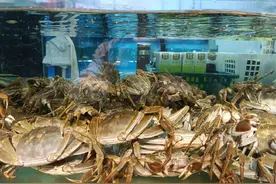 昆明海鲜市场大闸蟹热销，江苏精品大闸蟹最大的180-190元/公斤图片