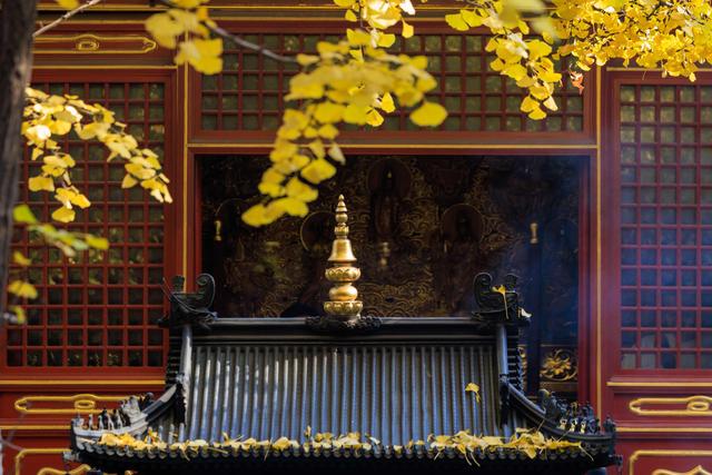 北京八大处大悲寺：银杏撒“金”映古建